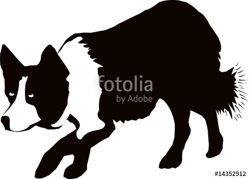 500x359 Border Collie Stalking (Black Amp White) Stock Image And Royalty
