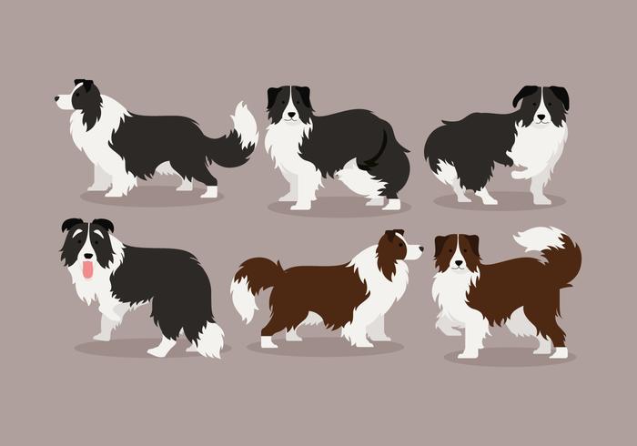 700x490 Border Collie Vector