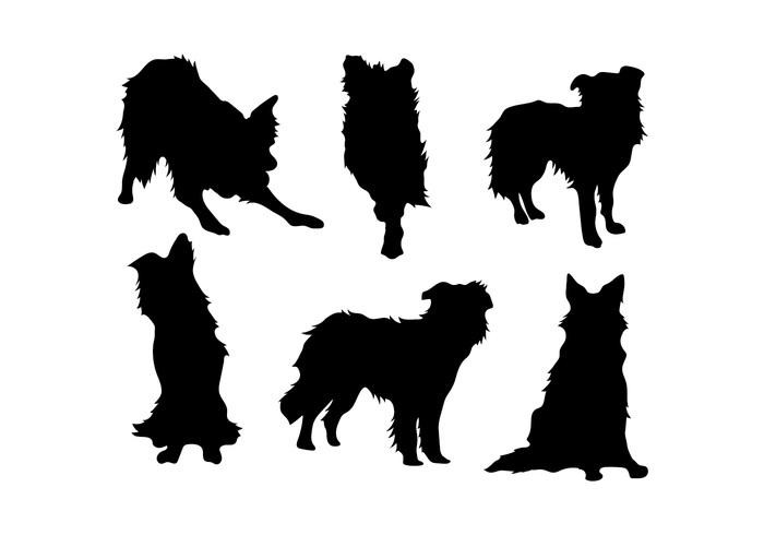 700x490 Border Collie Vector