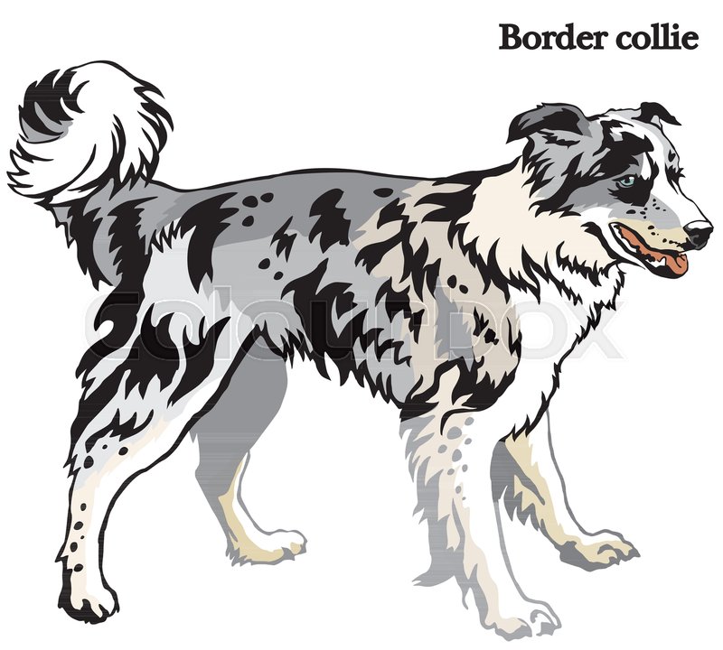 800x720 Portrait Of Standing In Profile Dog Border Collie (Blue Merle
