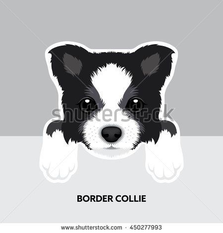 450x470 Vector Illustration Portrait Of Border Collie Puppy. Dog Isolated