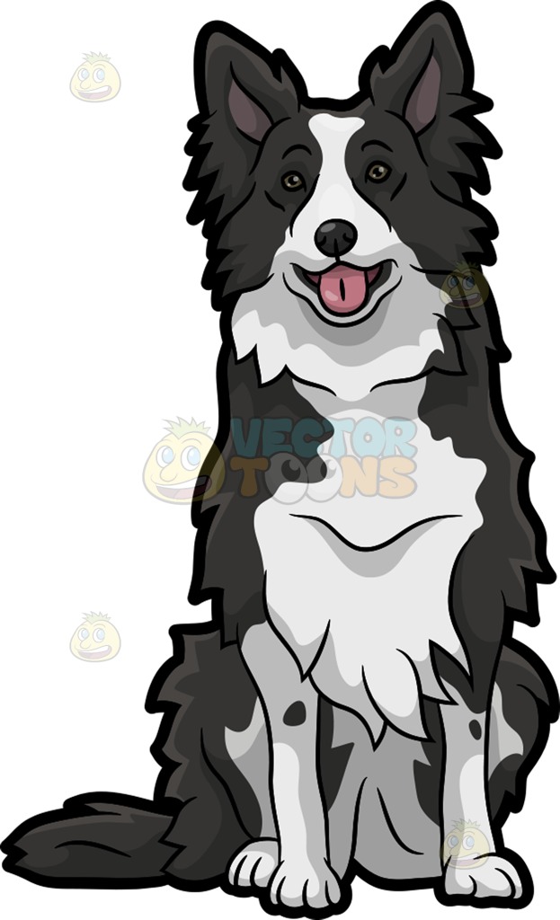 623x1024 Border Collie