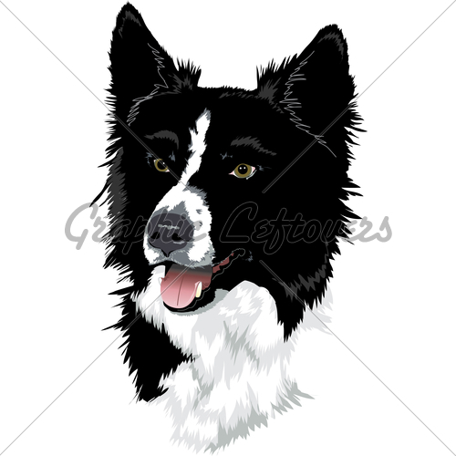 500x500 Border Collie Head Gl Stock Images