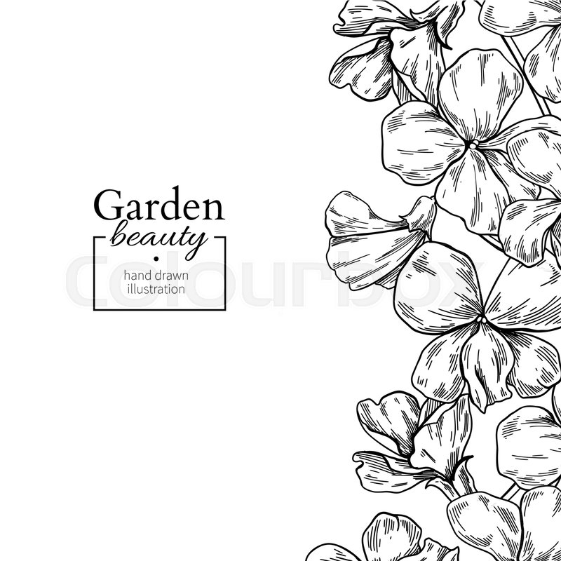 800x800 Violet Flower Drawing Border. Vector Hand Drawn Engraved Floral