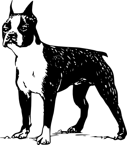 522x594 Boston Terrier Clip Art Free Vector 4vector