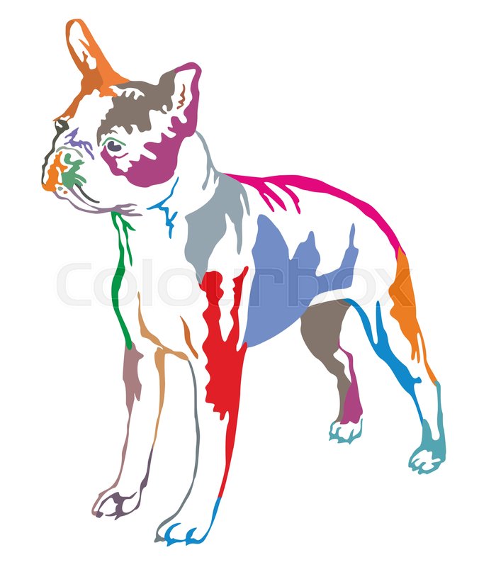676x800 Colorful Decorative Portrait Of Standing In Profile Boston Terrier