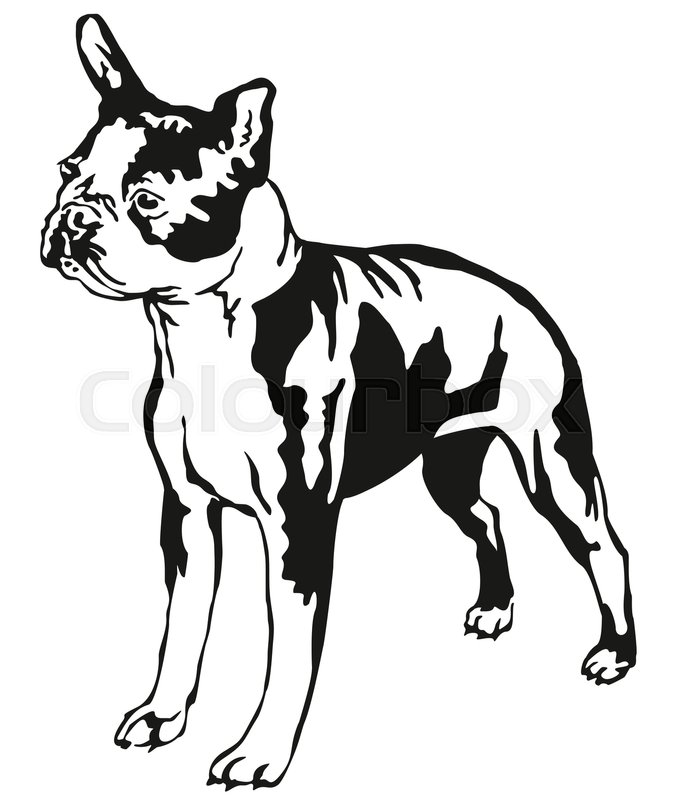 676x800 Decorative Portrait Of Standing In Profile Boston Terrier, Vector