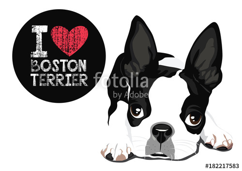 500x354 I Love Boston Terrier Vector Stock Image And Royalty Free Vector