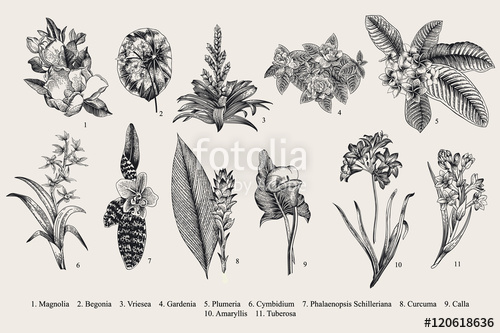 500x333 Exotic Flowers Set. Botanical Vector Vintage Illustration. Design