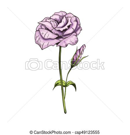 450x470 Hand Drawn Eustoma Garden Flower Isolated On White Background