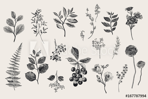 500x333 Leaves, Flowers And Berries Set. Botanical Vector Vintage