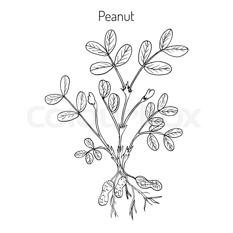 800x800 Peanut, Or Groundnut Arachis Hypogaea . Hand Drawn Botanical