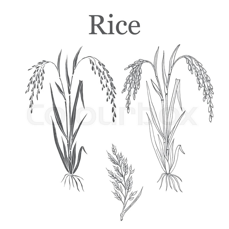 800x800 Rice Plant. Hand Drawn Botanical Vector Illustration Stock