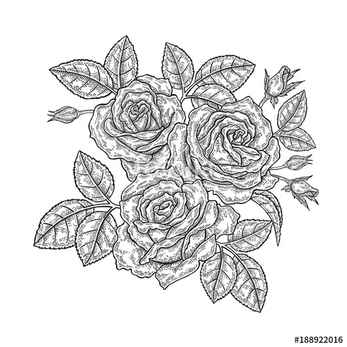 500x500 Rose Flowers And Leaves In Vintage Style. Hand Drawn Botanical