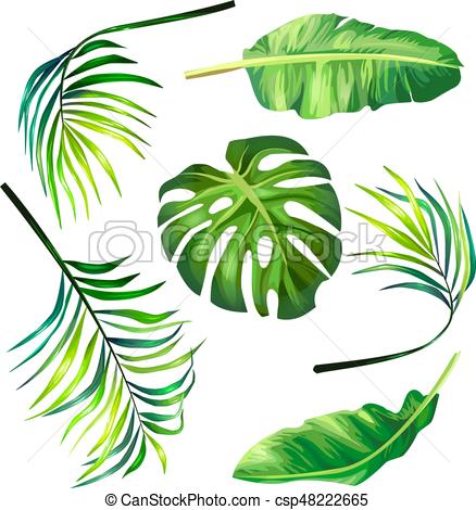 438x470 Set Of Botanical Vector Illustrations Of Tropical Palm Leaves In A