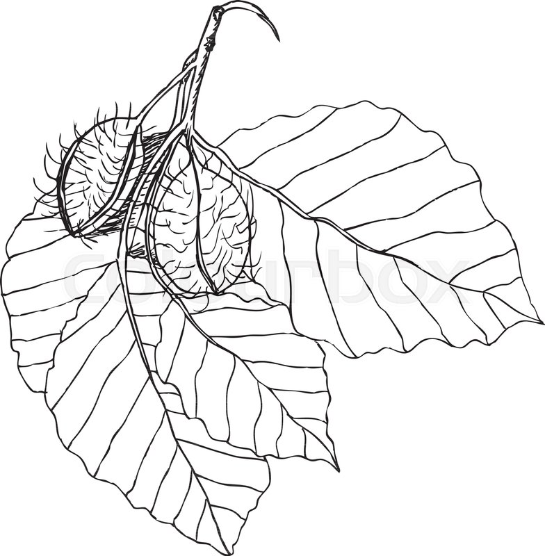 784x800 Beech Branch With Leaves And Fruits. Hand Drawn Botanical Vector