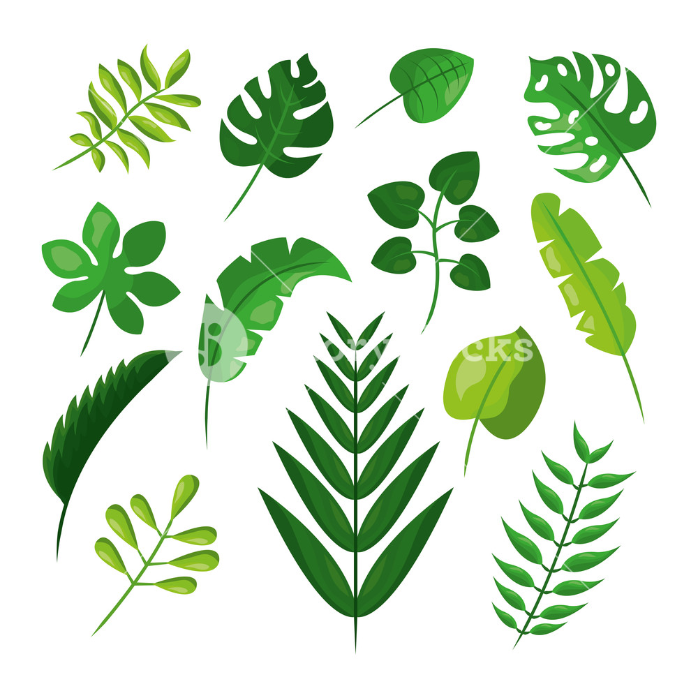 1000x1000 Tropical Leaves Foliage Frond Plant Botanical Vector Illustration