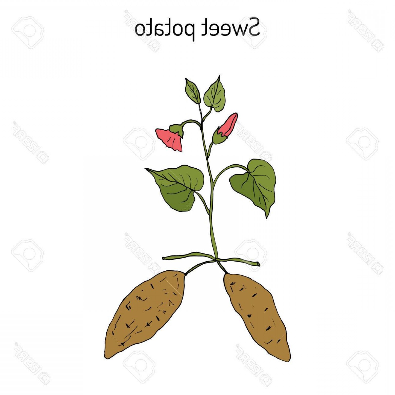 1560x1560 Botanical Vector Graphics Lazttweet