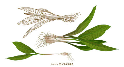 480x260 Botanical Vector Graphics To Download