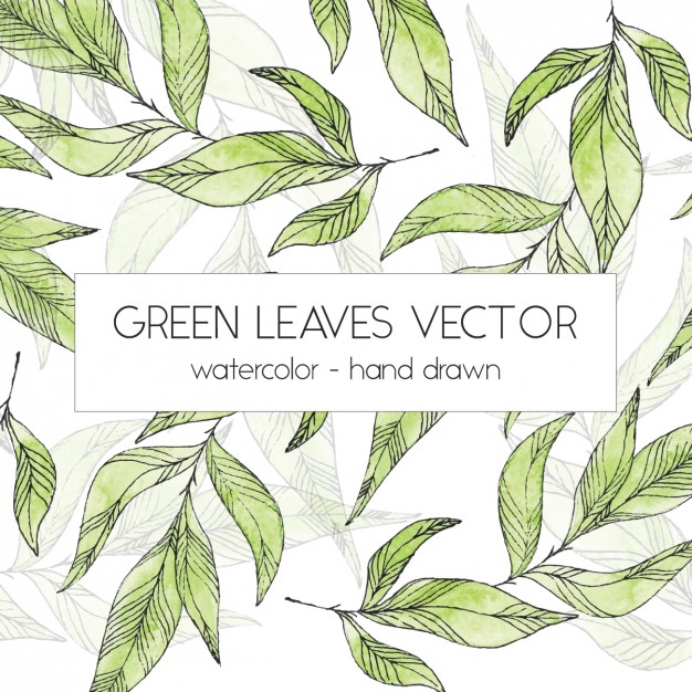 626x626 Botanical Vectors, Photos And Psd Files Free Download