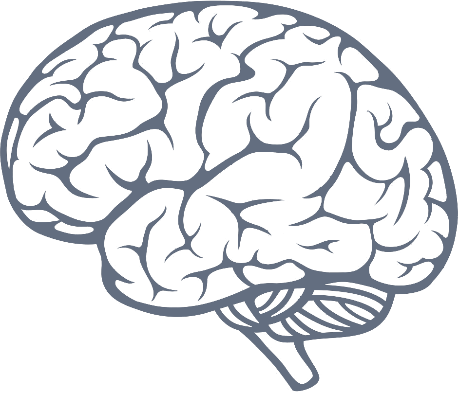 942x808 Images Of Brain Vector Png