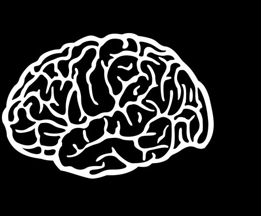 526x437 Brain Vector Free Vector In Adobe Illustrator Ai ( .ai ) Vector