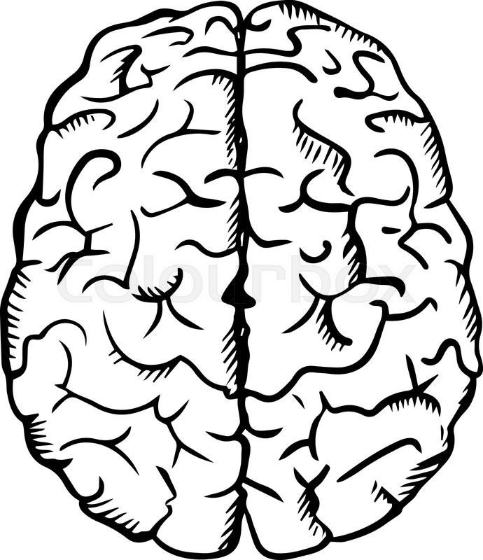 690x800 Human Brain Sketch In Ouline Style, Isolated On White, For