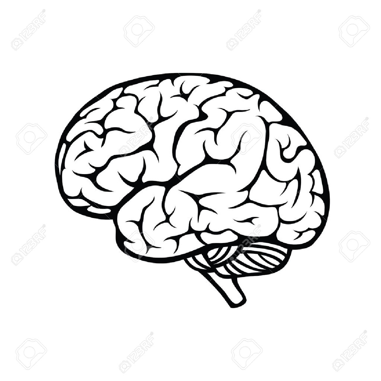 1300x1300 Photos Outline Of Human Brain,