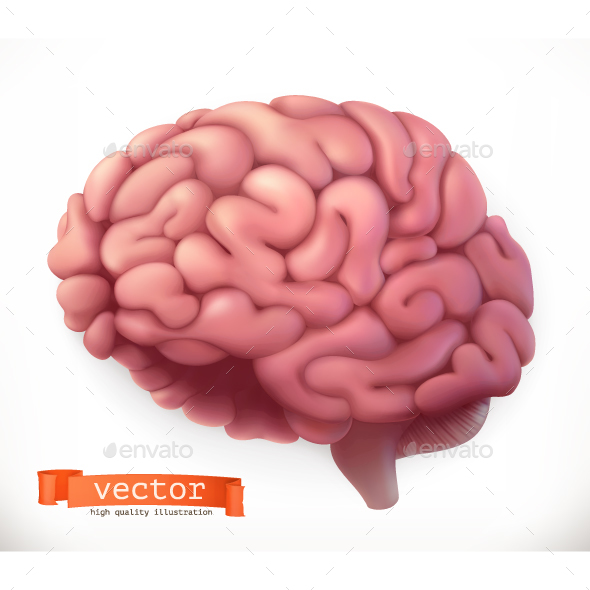 590x590 Brain Vector Icon By Allevinatis Graphicriver