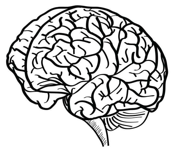 700x610 Human Brain Vector Outline Sketched Up. Wall Mural We