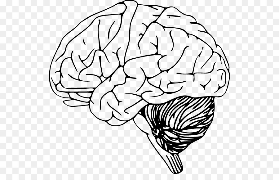 900x580 Human Brain Clip Art