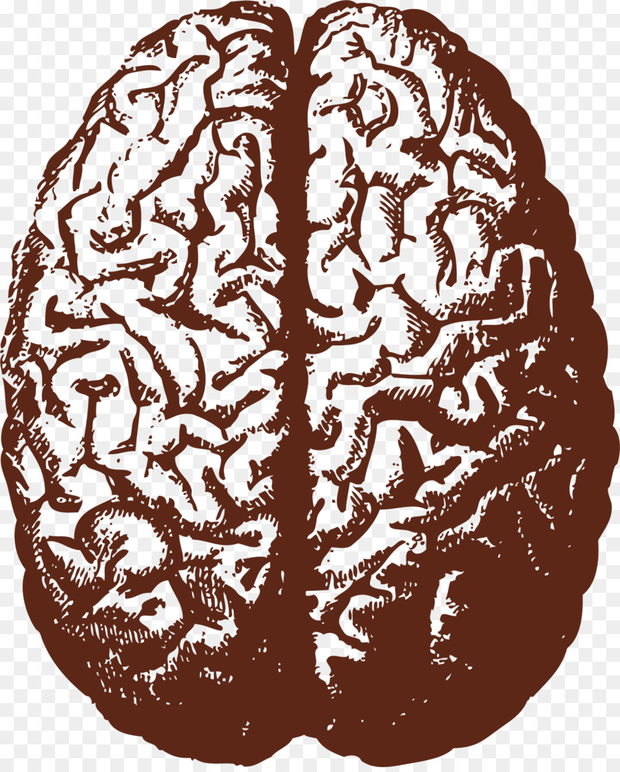 900x1120 Human Brain Stock Illustration Illustration