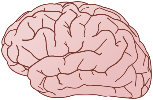 500x327 Brain Vector