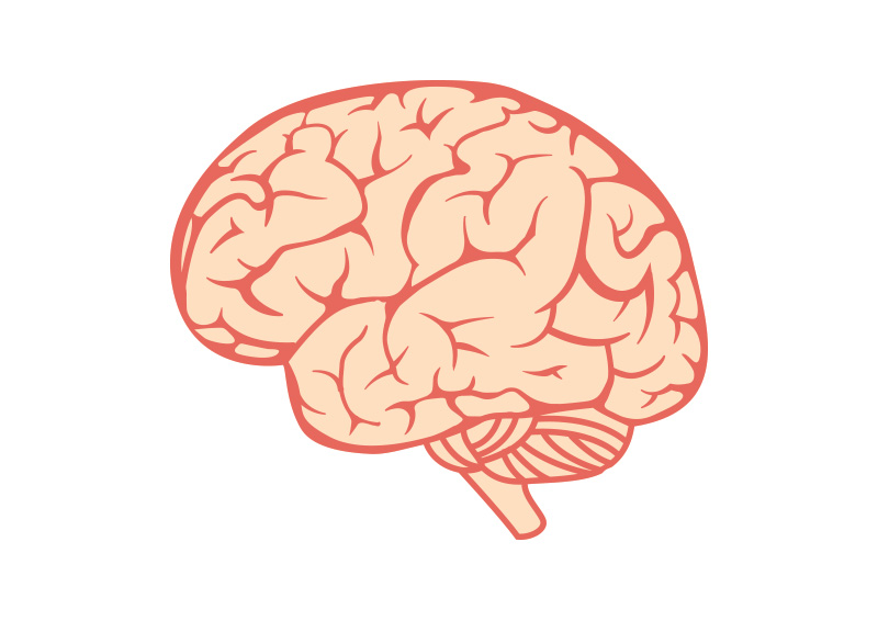 800x566 Brain Vector 11 An Images Hub