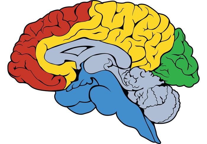 700x490 Brain Vector Free Vector Art