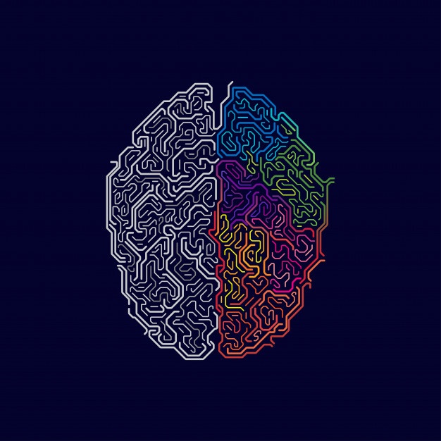 626x626 Brain Vectors, Photos And Psd Files Free Download