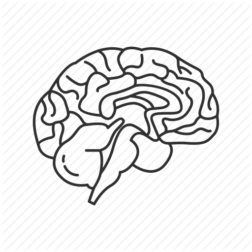 512x512 Collection Of Free Brain Vector Illustrator. Download On Ubisafe