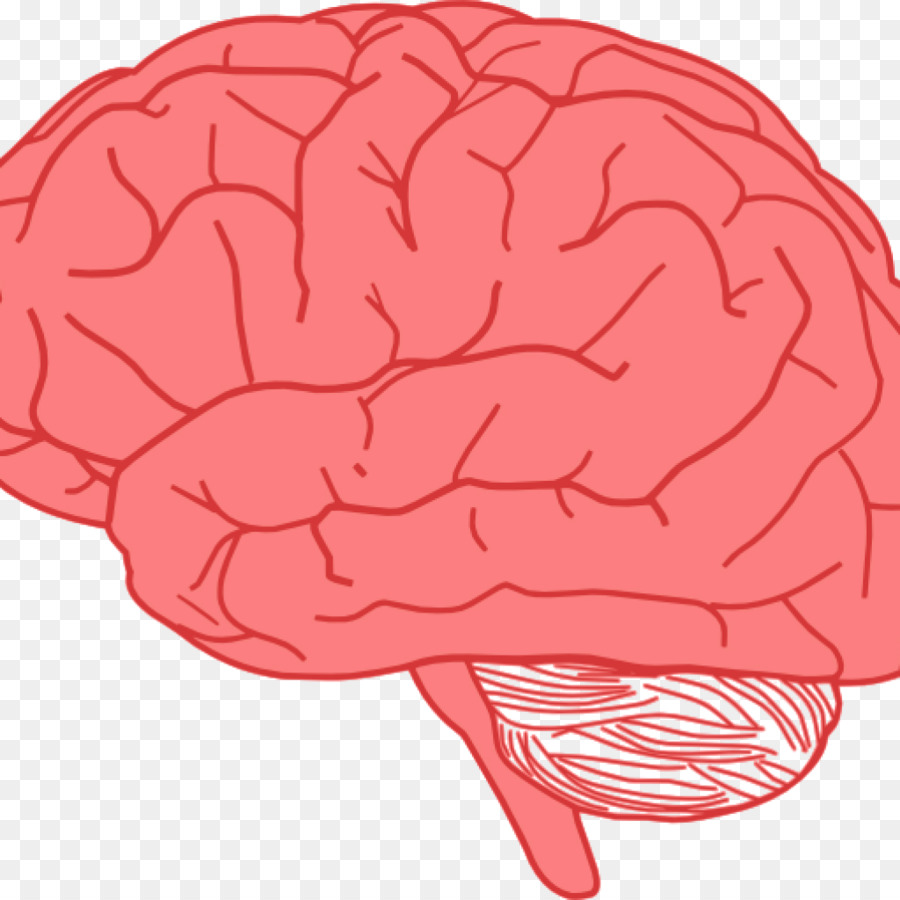 900x900 Clip Art Human Brain Vector Graphics Drawing