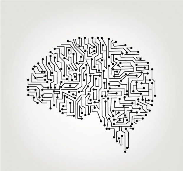 620x582 Human Brain Vectors