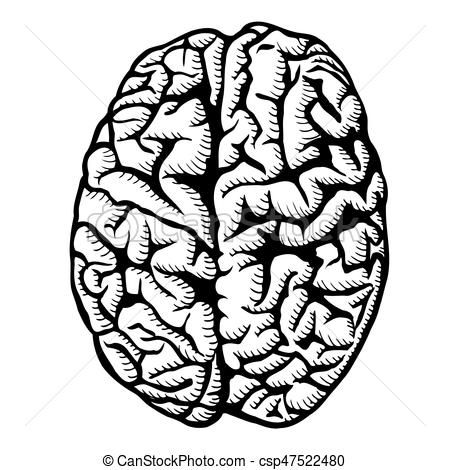 450x470 Human Brain Illustration. Human Brain Vector Illustration Isolated