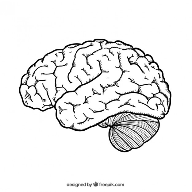 626x626 Hand Drawn Brain Vector Free Download