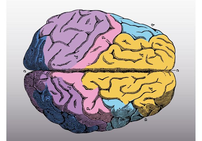 700x490 Colorful Brain Vector