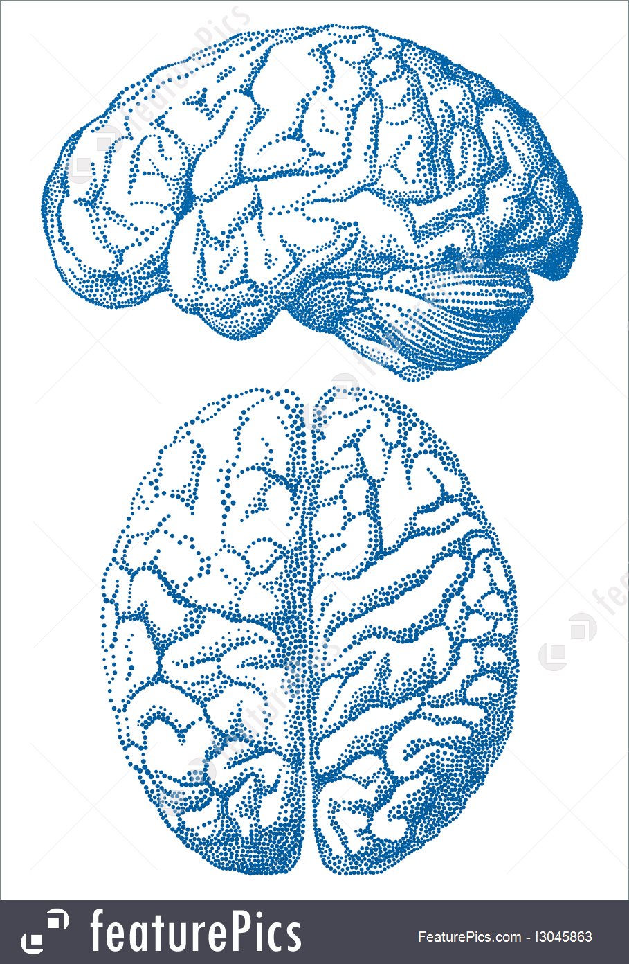 909x1392 Vector Brain
