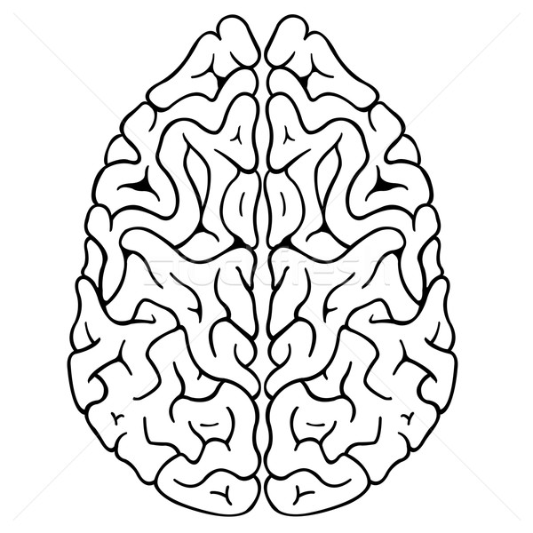 600x600 Brain Vector Illustration Adrian Laschi (Laschi) ( 5311012