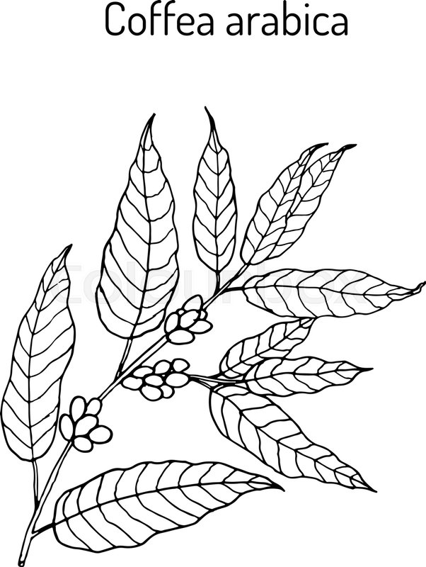 602x800 Hand Drawn Coffee Tree Branch. Vector Illustration Stock Vector