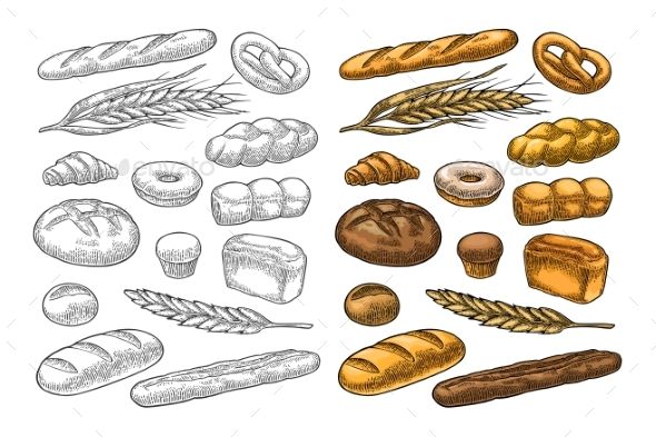 590x393 Set Bread. Vector Color Vintage Engraving