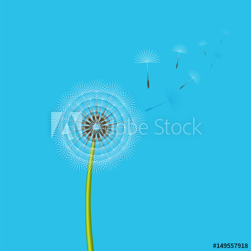 500x500 Dandelion Blowing From The Breeze. Vector Illustration.