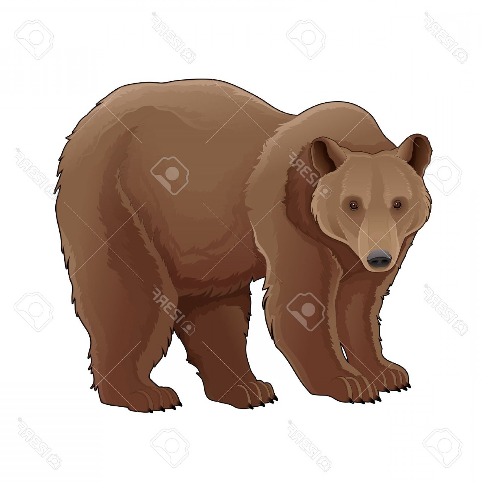 1560x1560 Brown Bear Vector Arenawp