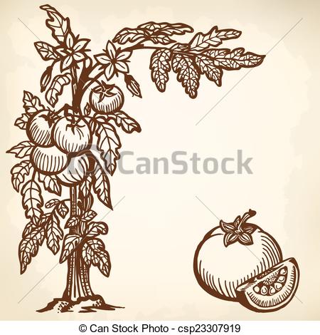 450x470 Tomato Brunch. Bush Tomatoes, Flowers, Berries And Leaves. Segment