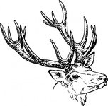 152x150 Free Download Of Deer Head Vector Graphics And Illustrations